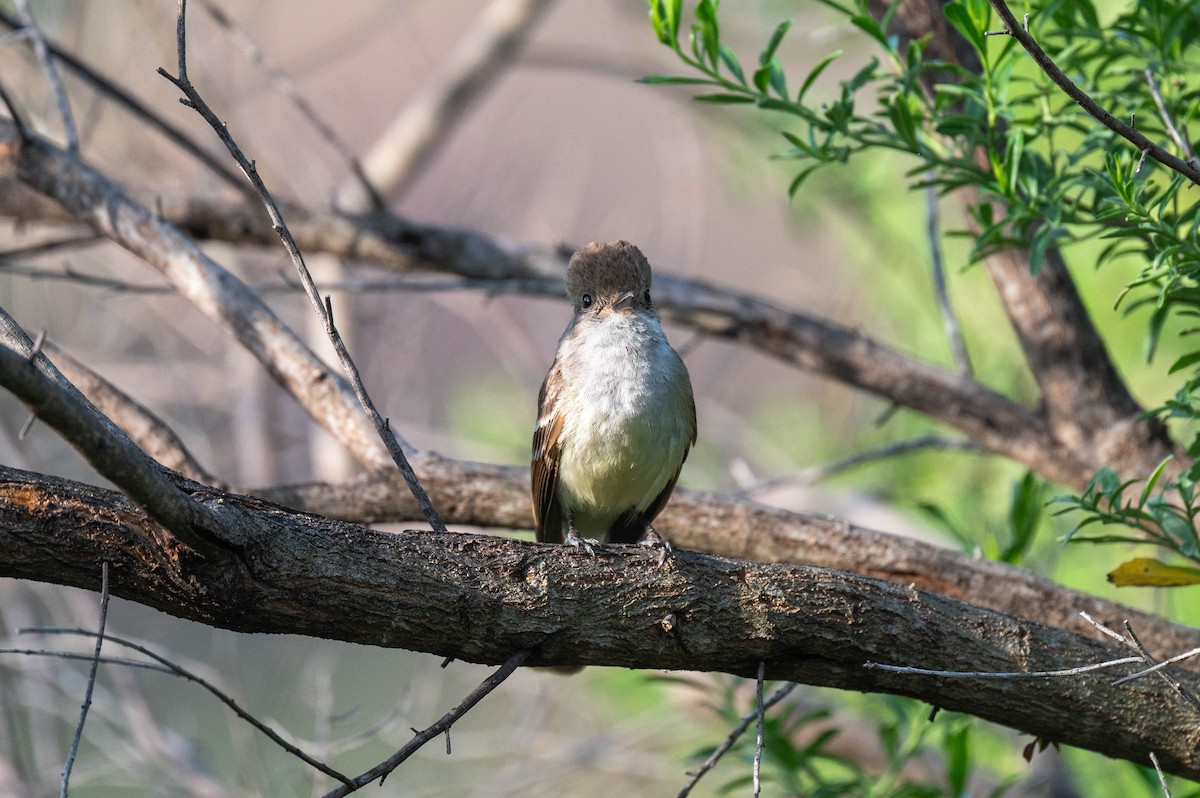 Nutting's Flycatcher - ML636803943