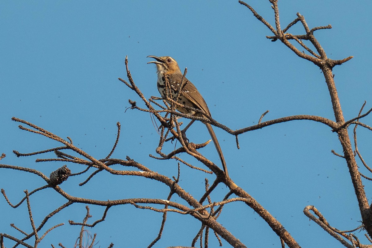 Ocellated Thrasher - ML636803959