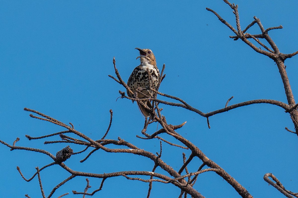 Ocellated Thrasher - ML636803960