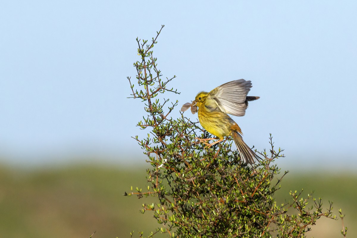 gulspurv - ML636804012