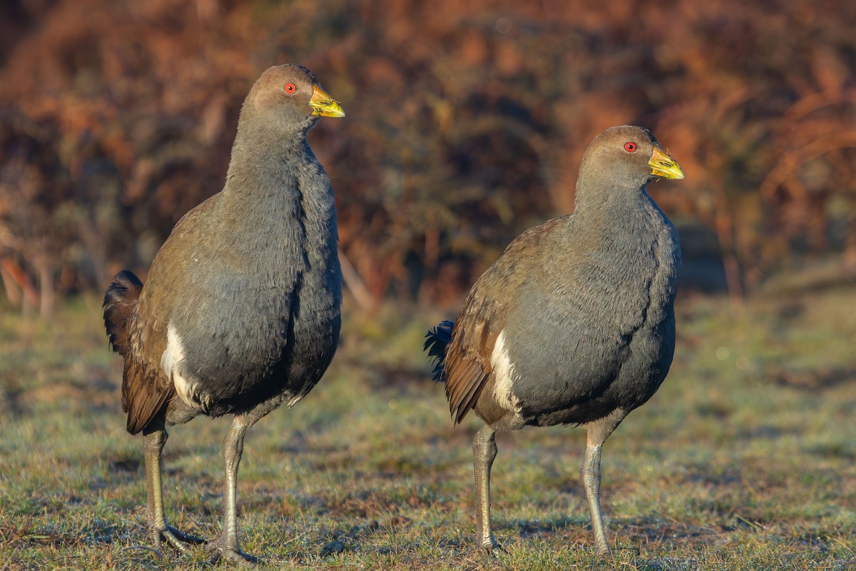Tasmanian Nativehen - ML636804108