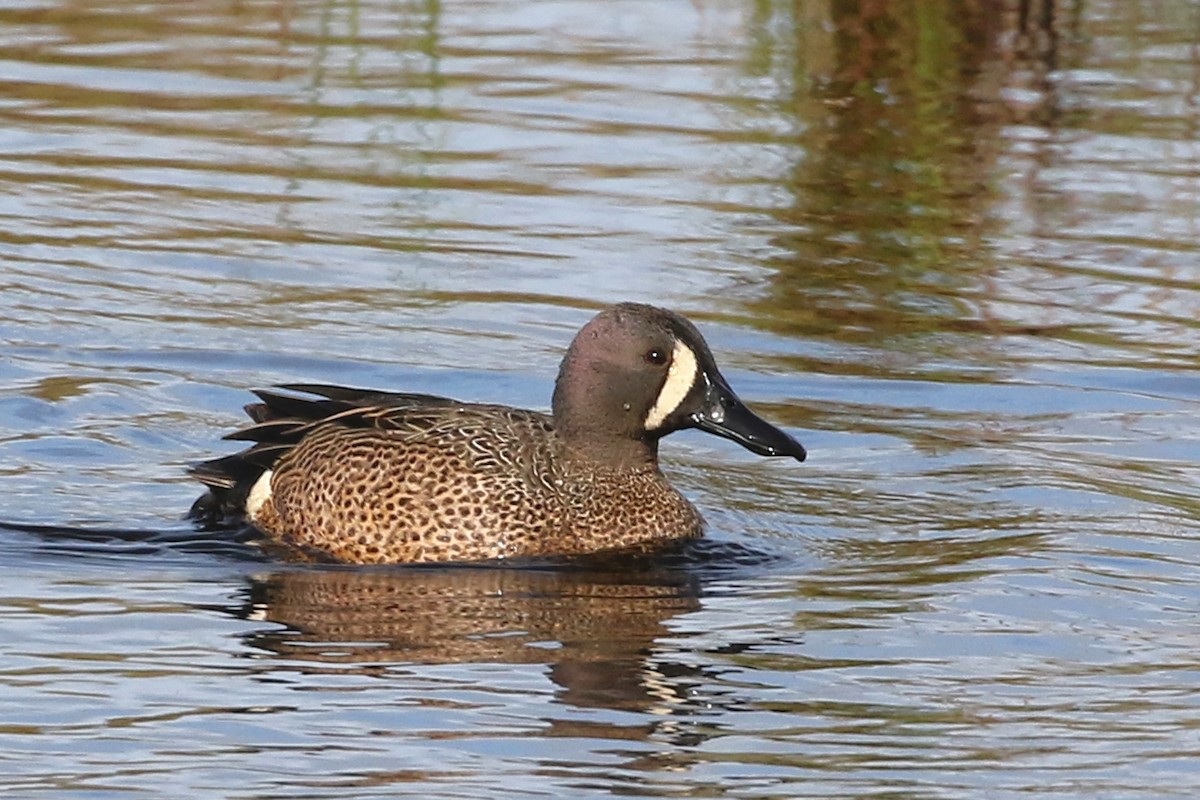 Blue-winged Teal - ML636804197