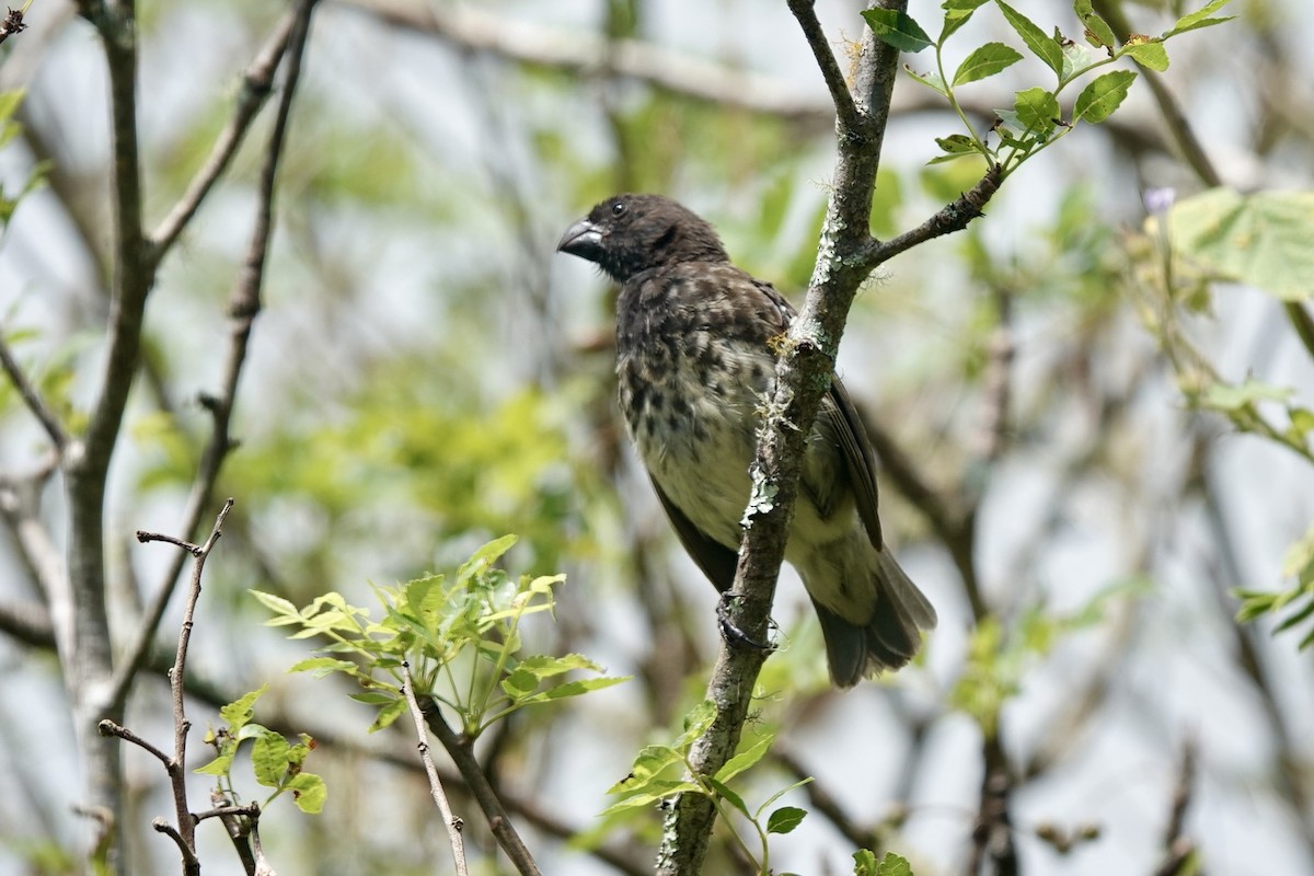 Vegetarian Finch - ML636804204