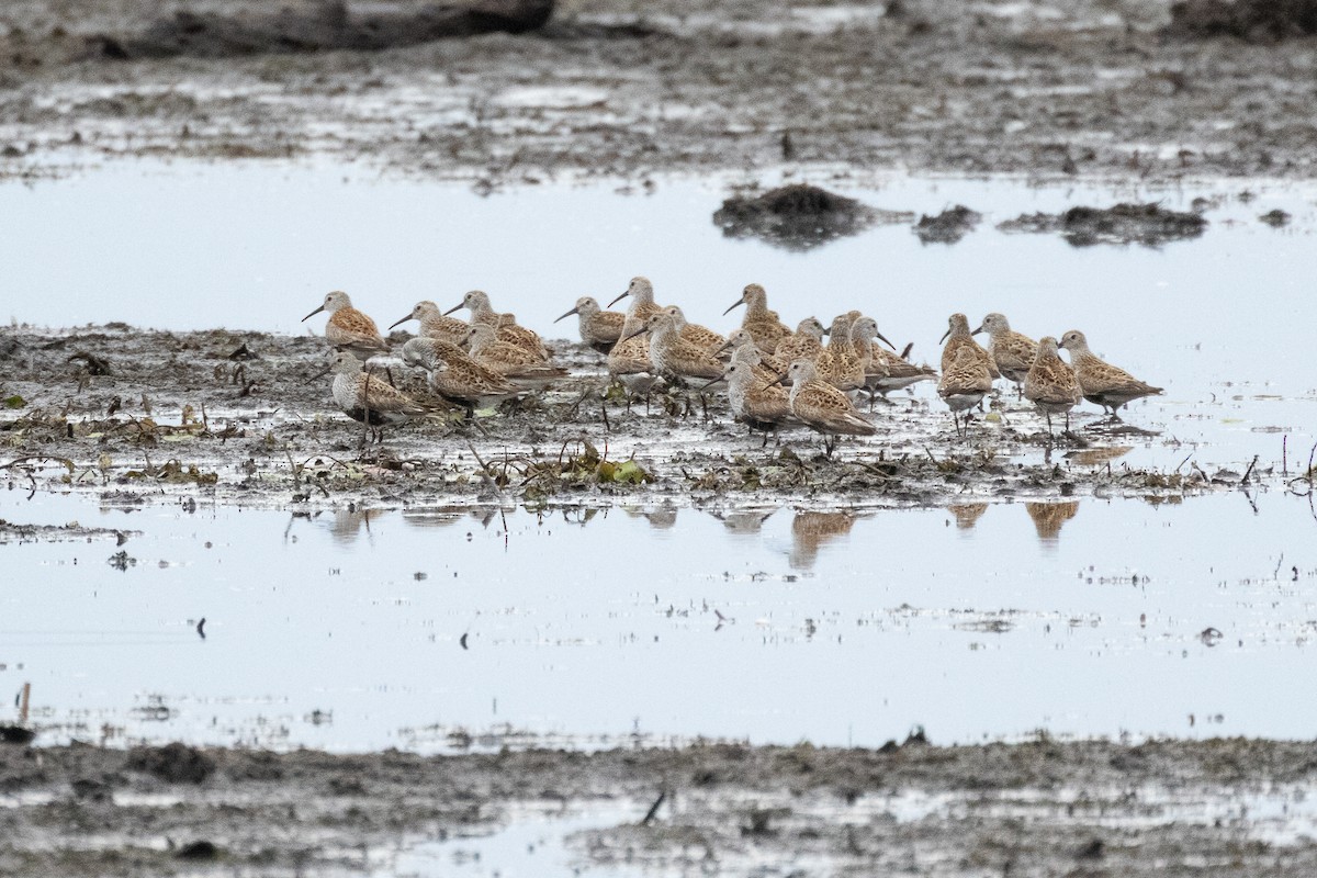 Dunlin - ML636804216