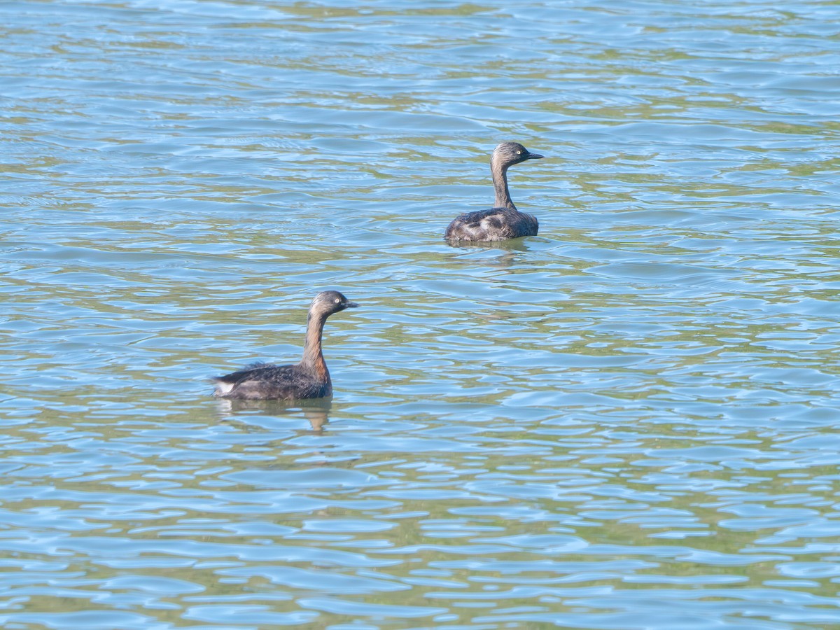 New Zealand Grebe - ML636804255