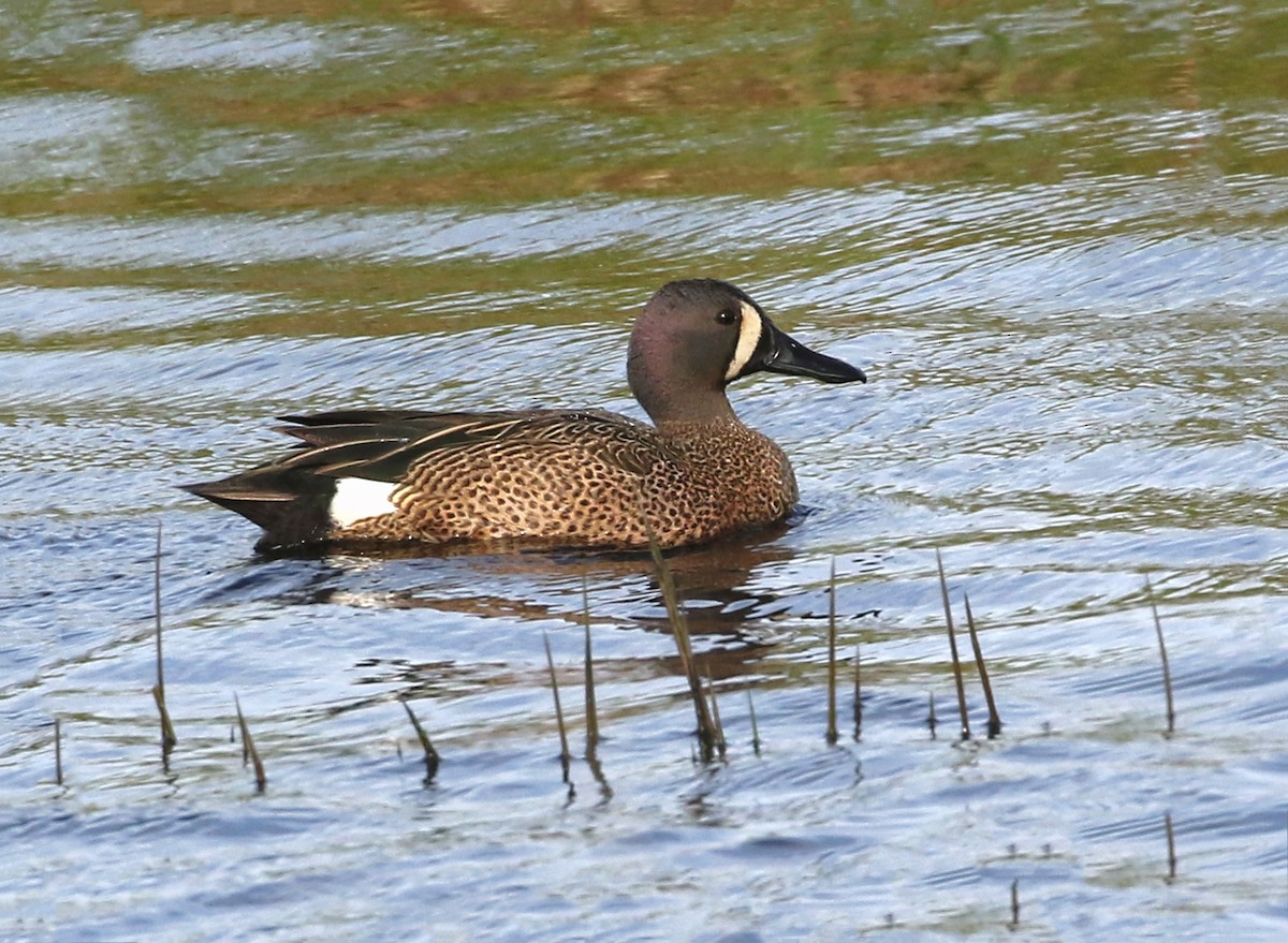 Blue-winged Teal - ML636804267