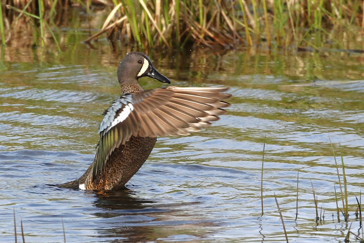 Blue-winged Teal - ML636804268