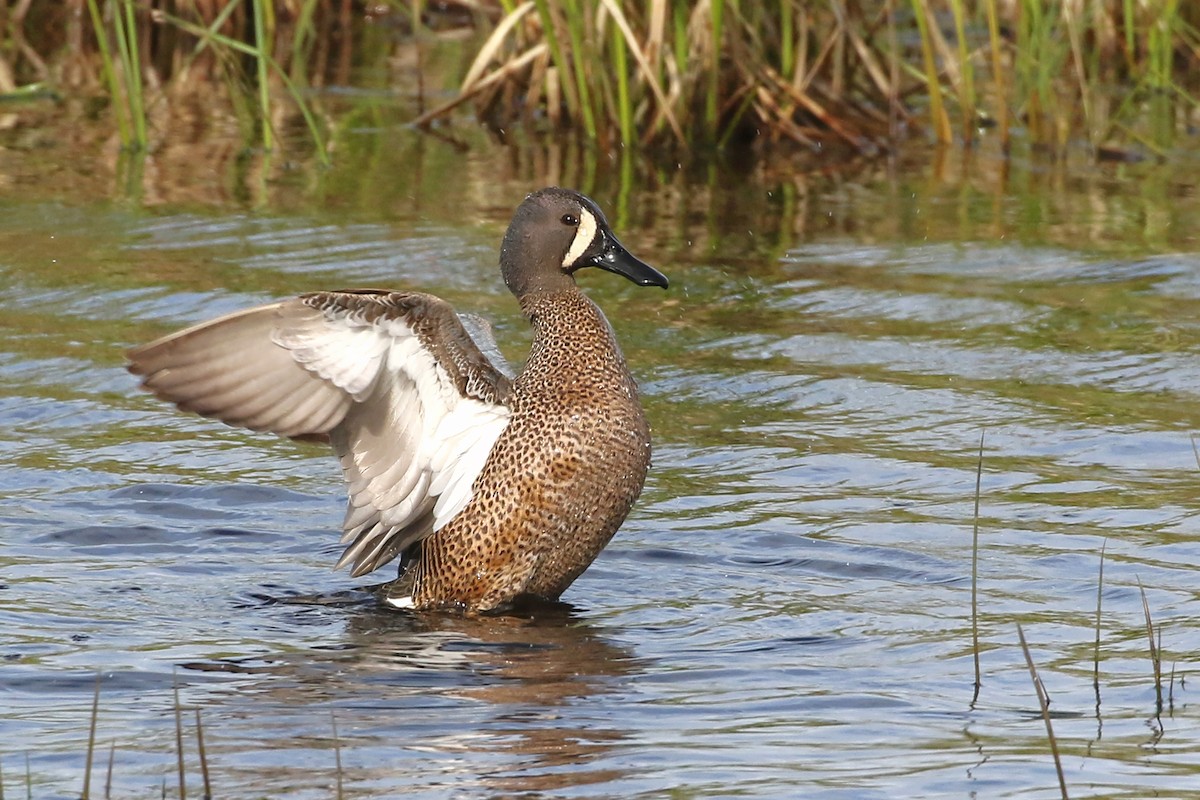 Blue-winged Teal - ML636804270