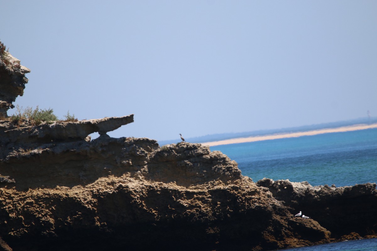 European Shag - ML636804299