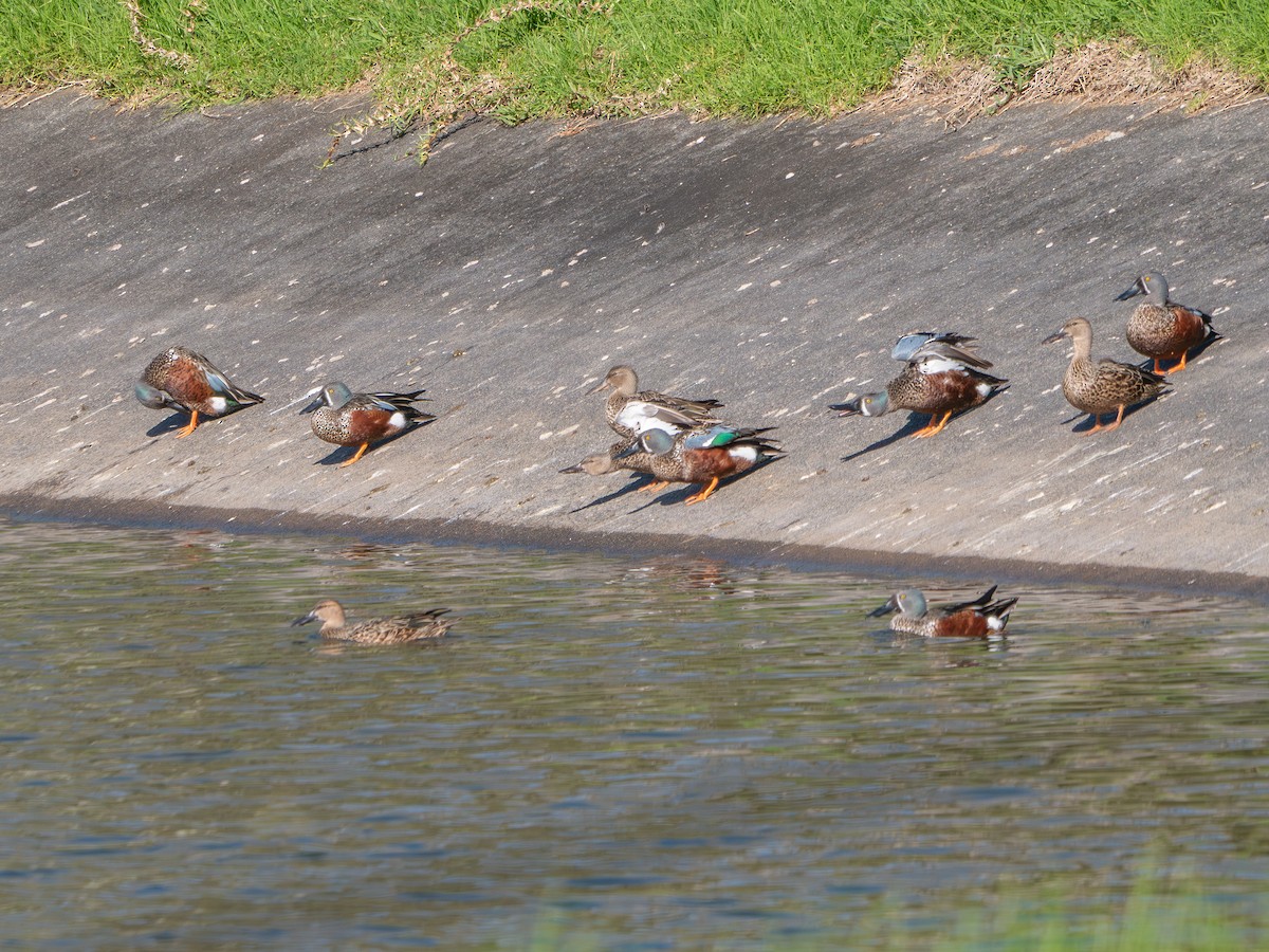 Australasian Shoveler - ML636804349