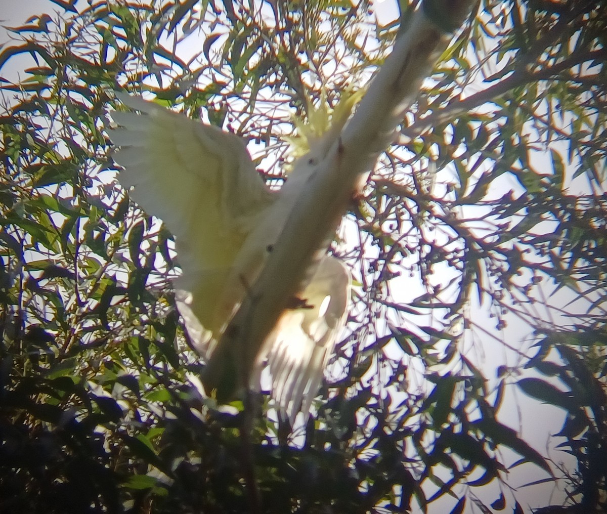 Sulphur-crested Cockatoo - ML636804385