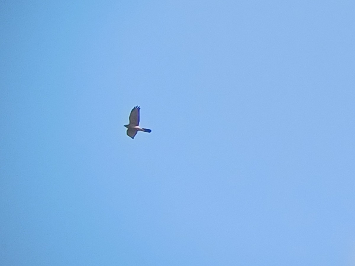 Brown Goshawk - ML636804434