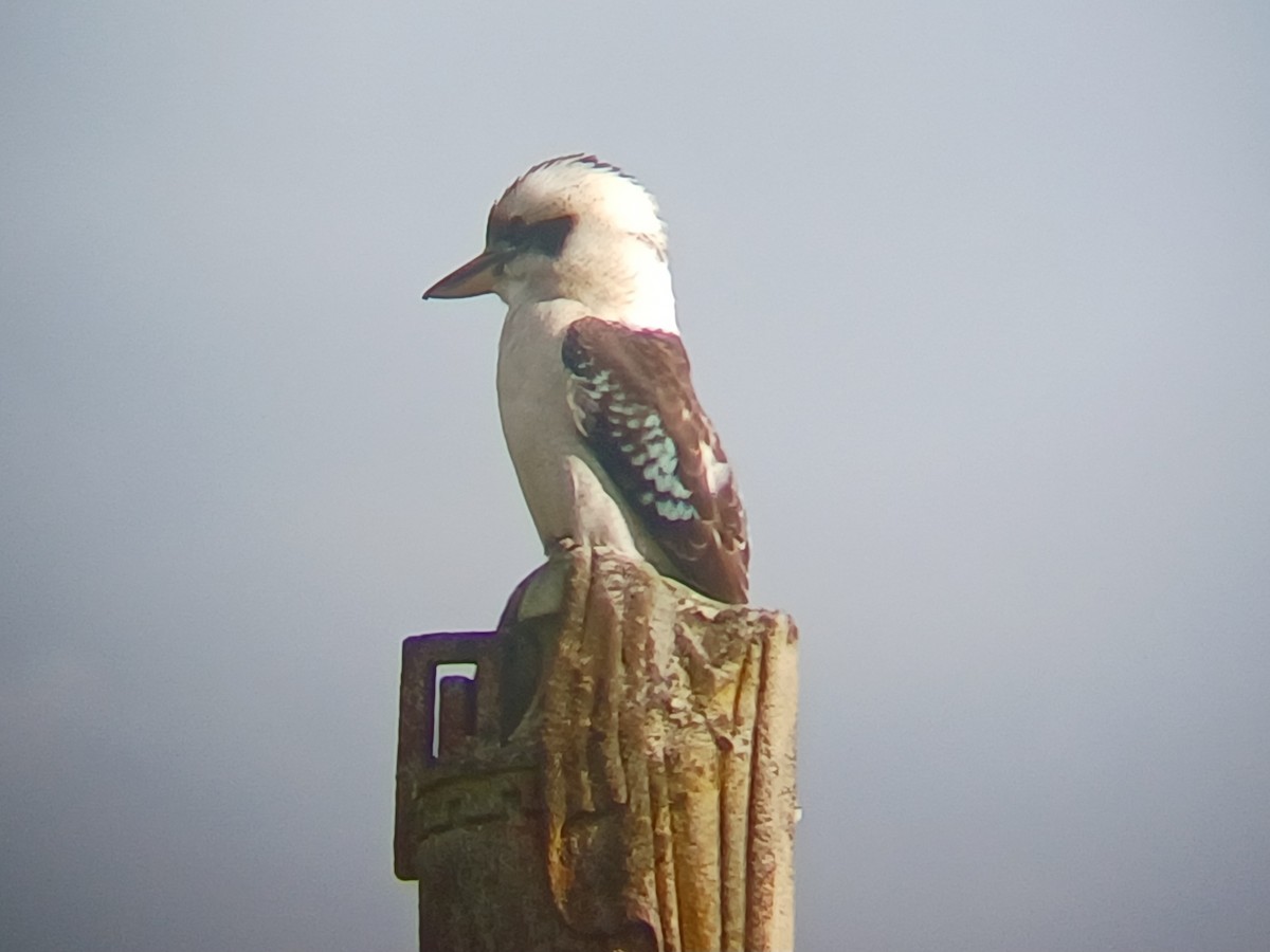 Laughing Kookaburra - ML636804449