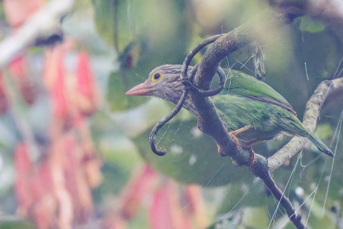 Lineated Barbet - ML636804465