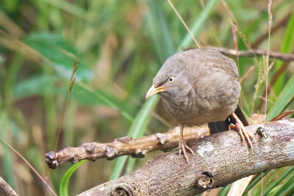 Jungle Babbler - ML636804474