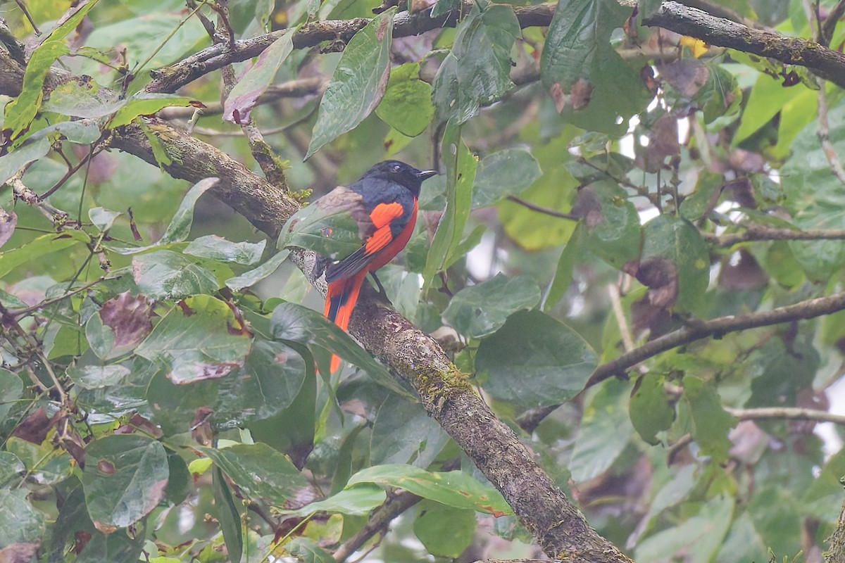 Scarlet Minivet - ML636804478