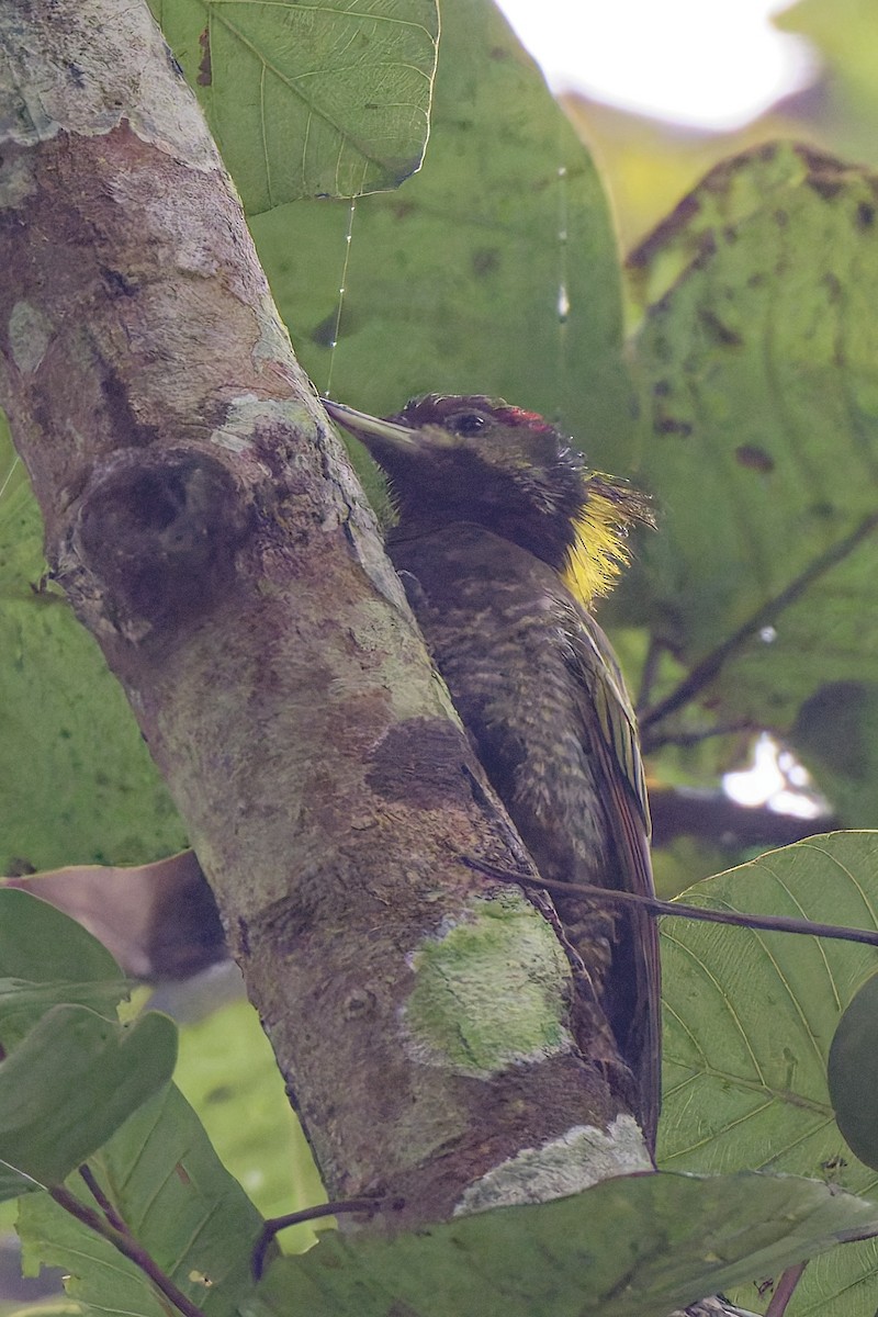 Lesser Yellownape - ML636804481