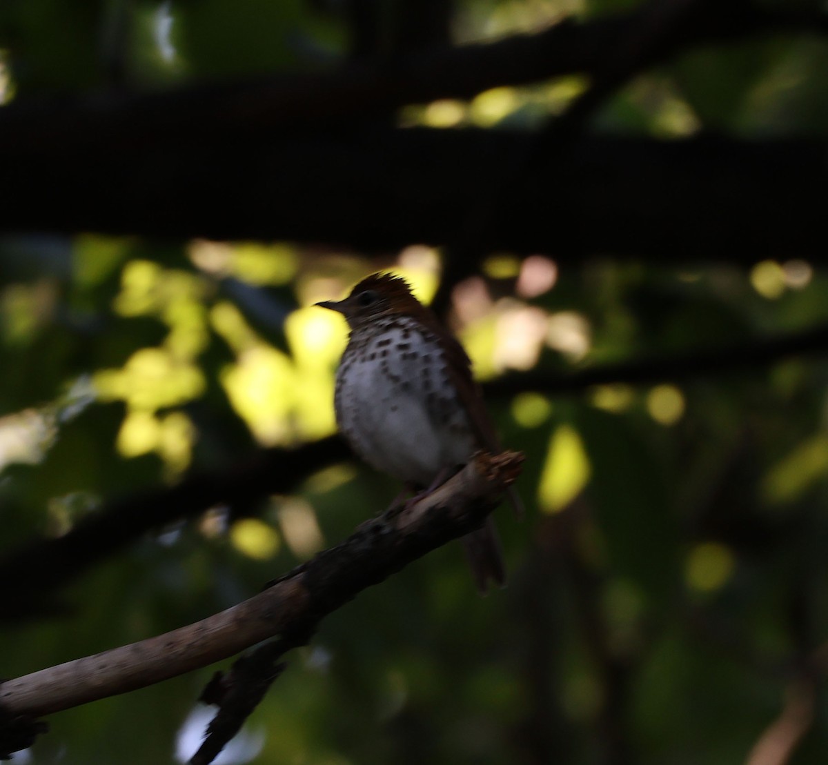 Wood Thrush - ML636804496