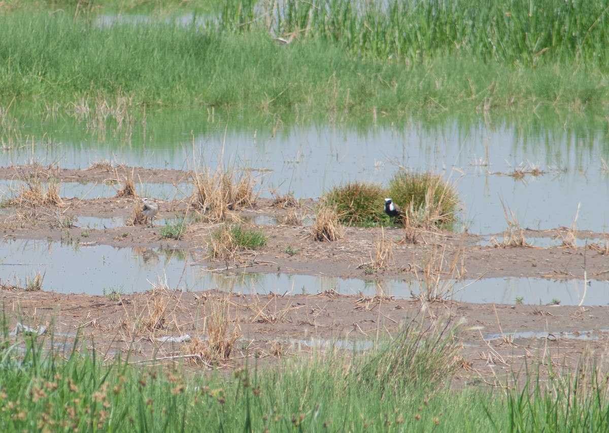 American Golden-Plover - ML636804534