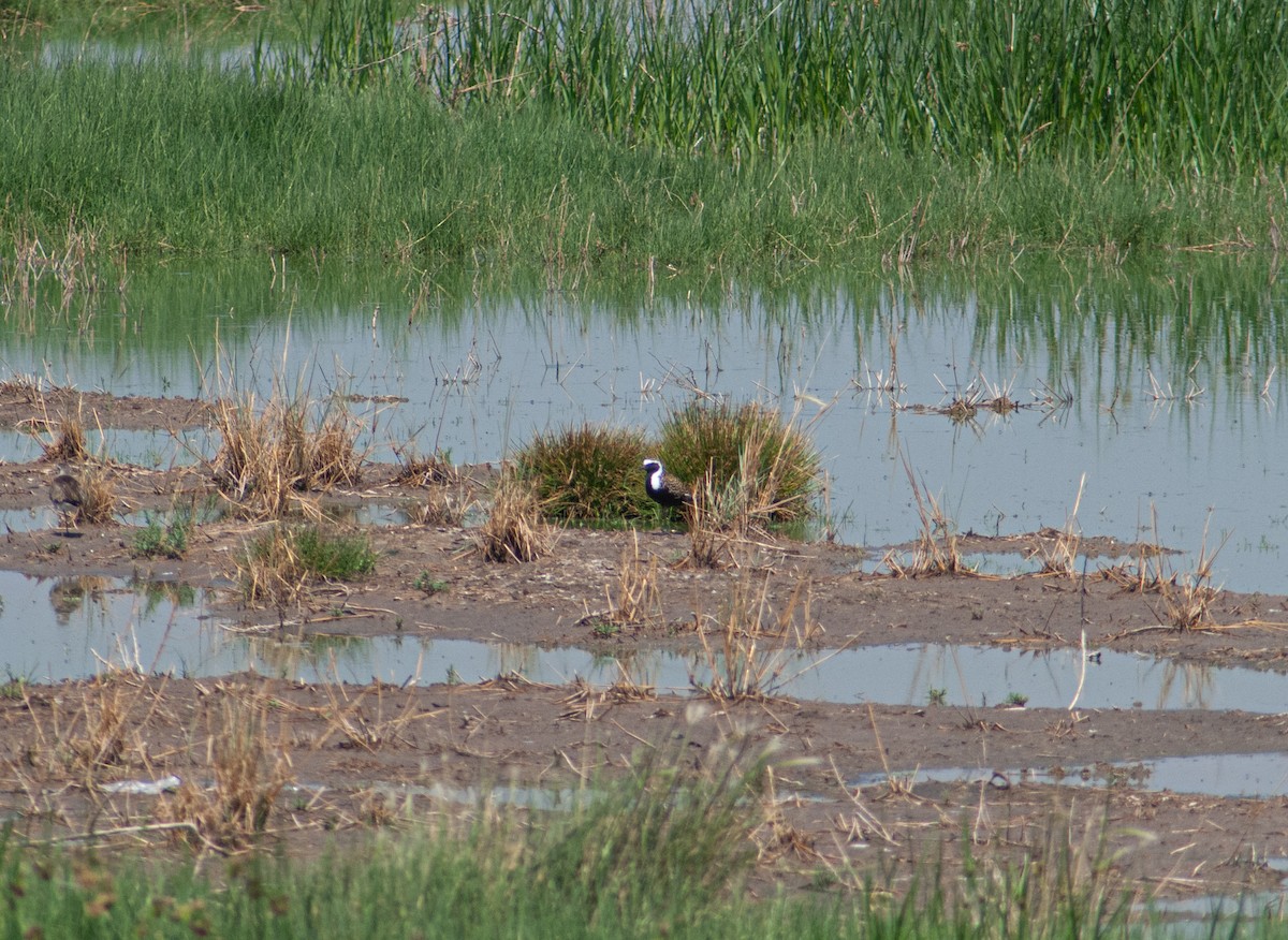 American Golden-Plover - ML636804535