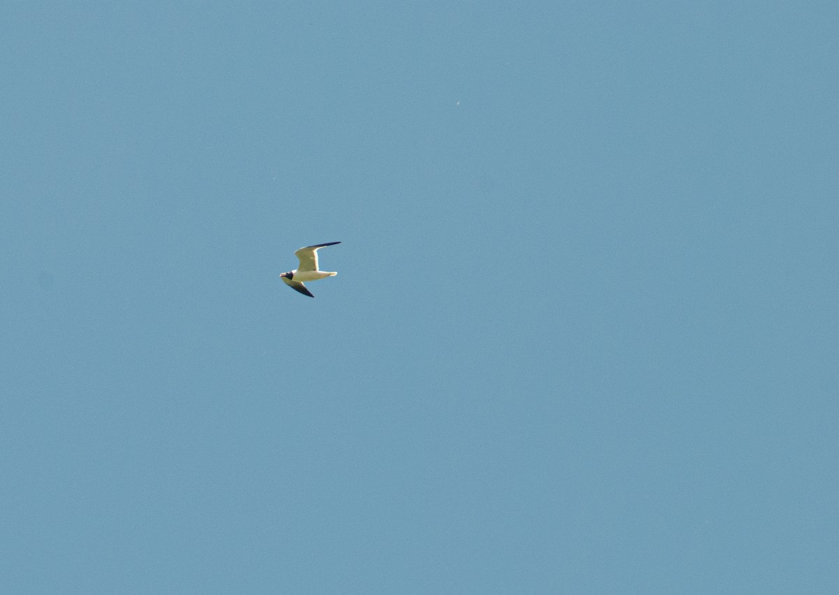 Laughing Gull - ML636804546