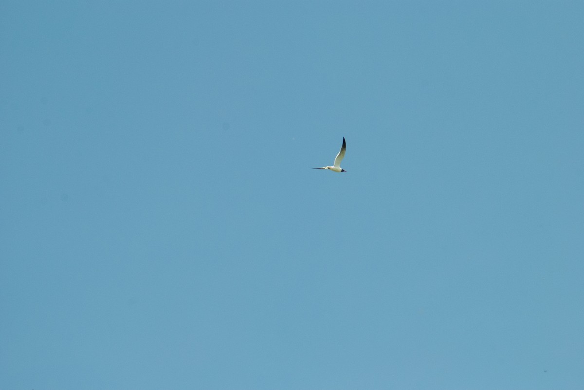 Laughing Gull - ML636804547