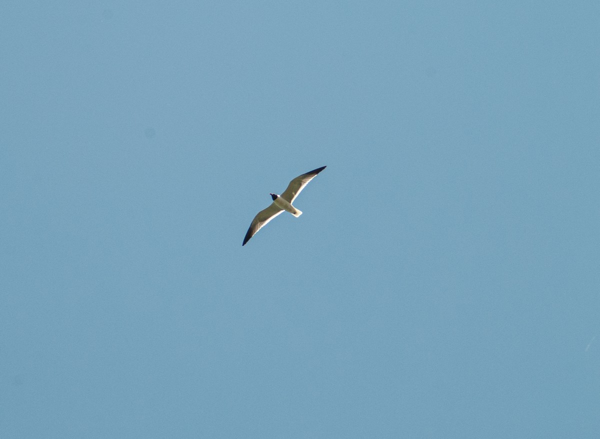 Laughing Gull - ML636804549