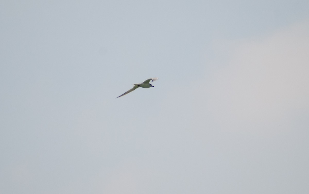 Gull-billed Tern - ML636804562