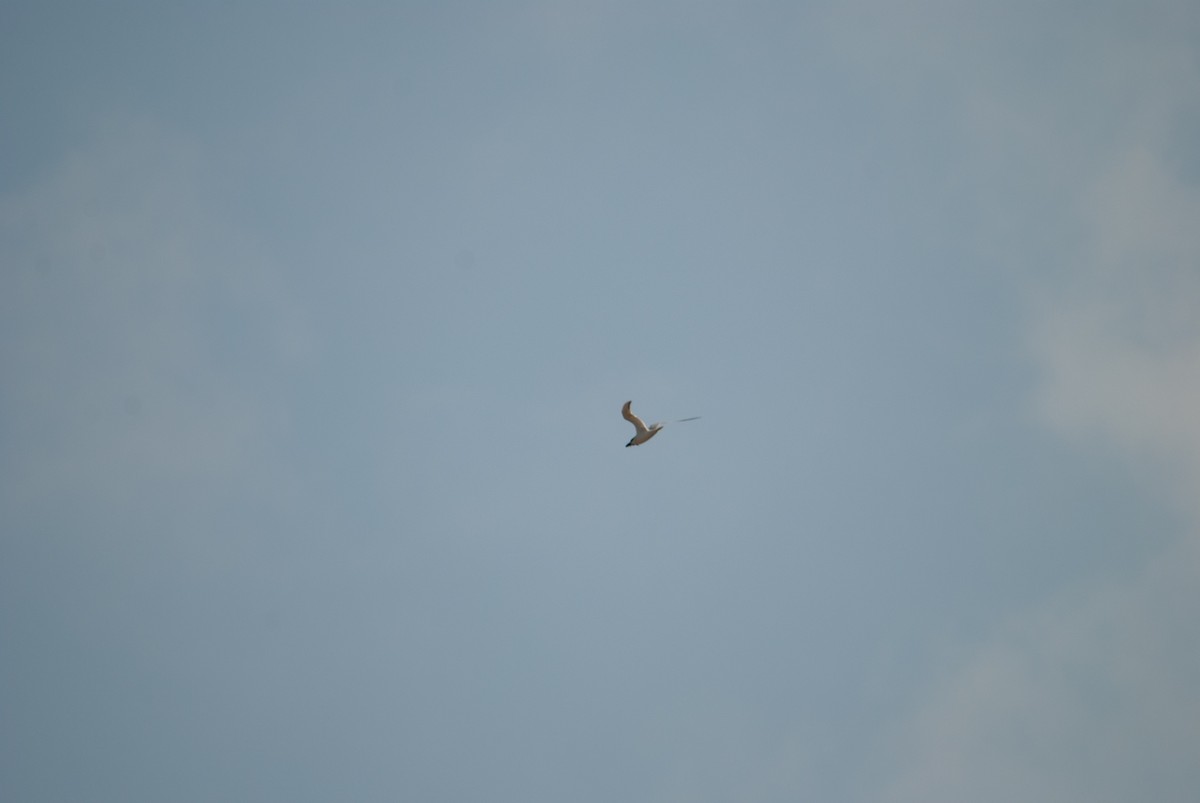Gull-billed Tern - ML636804563