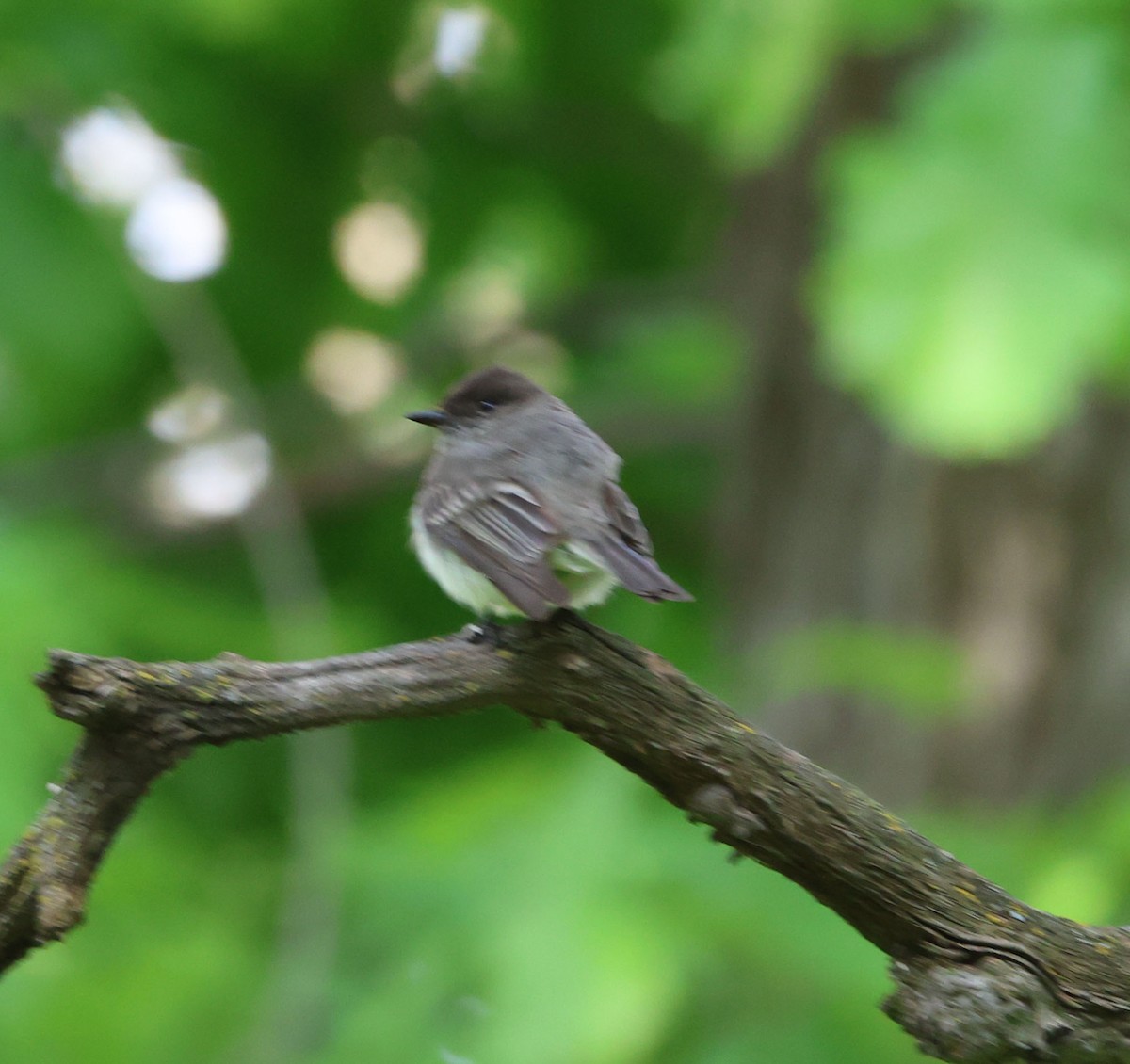 Eastern Phoebe - ML636804567