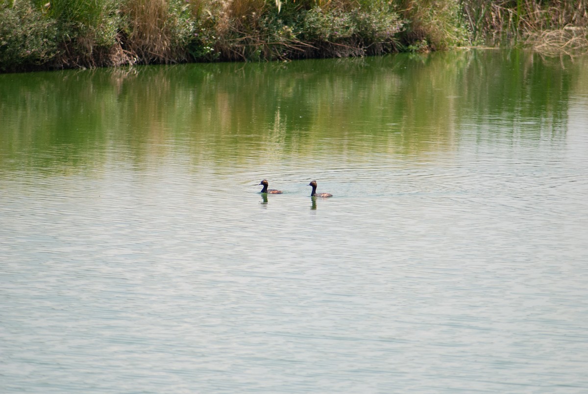 Eared Grebe - ML636804568