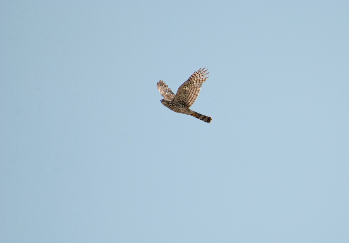 Cooper's Hawk - ML636804582