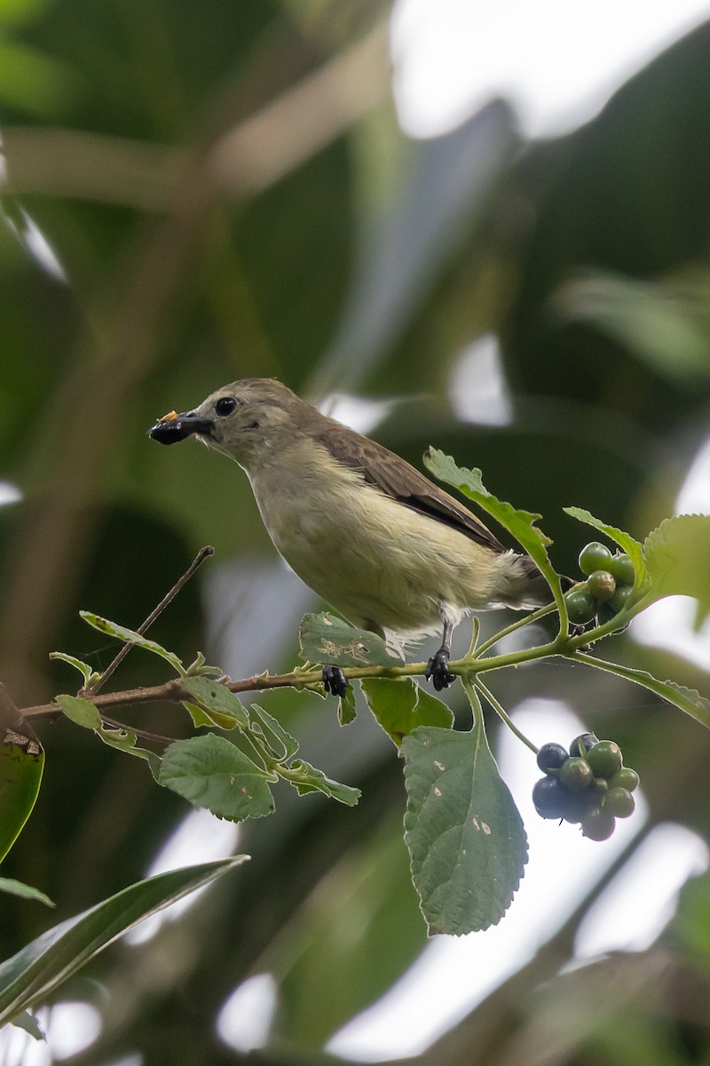 Nilgiri Flowerpecker - ML636804589