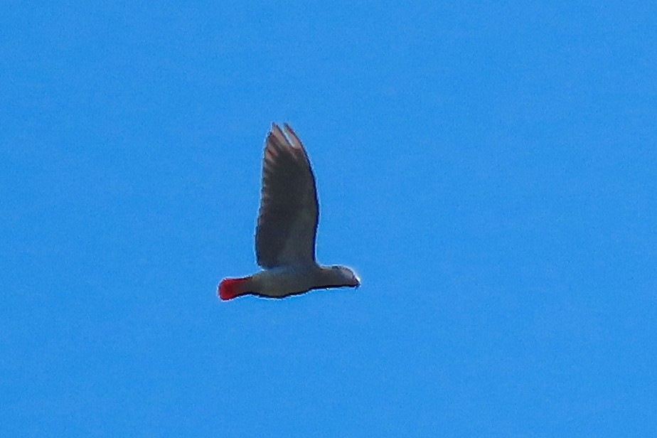 Gray Parrot - ML636804677