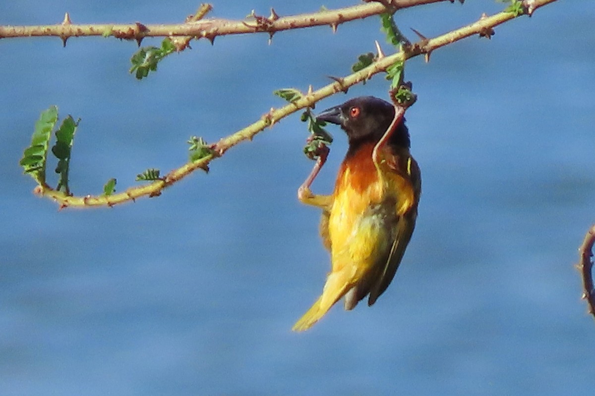 Golden-backed Weaver - ML636804767