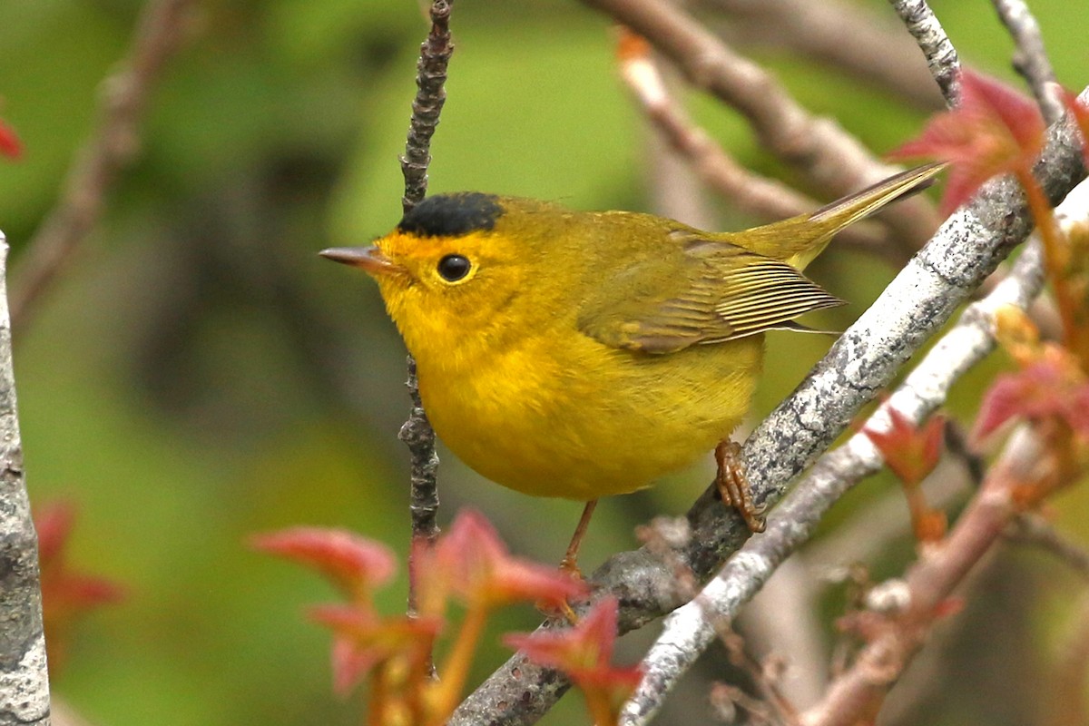 Wilson's Warbler - ML636804782