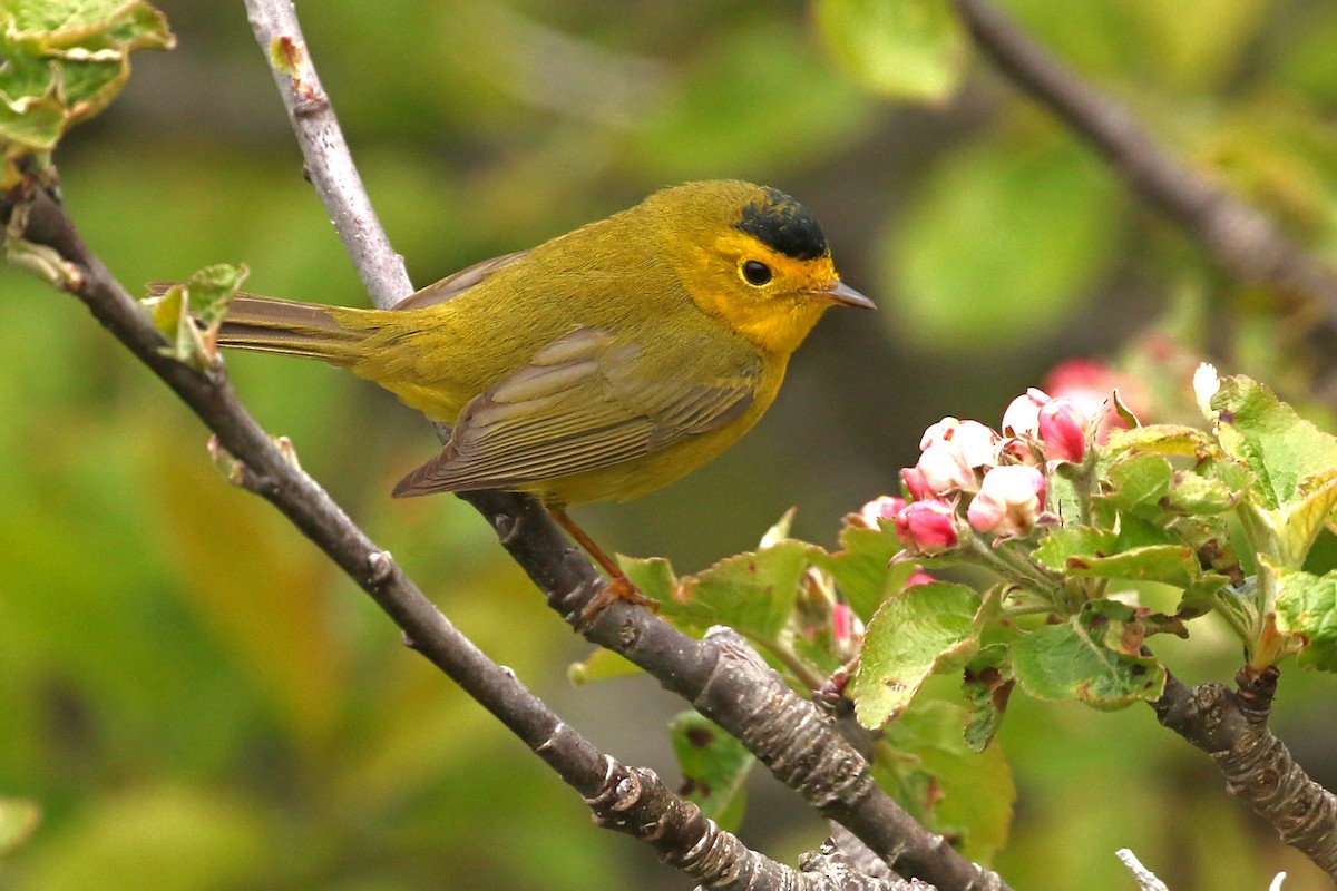 Wilson's Warbler - ML636804783