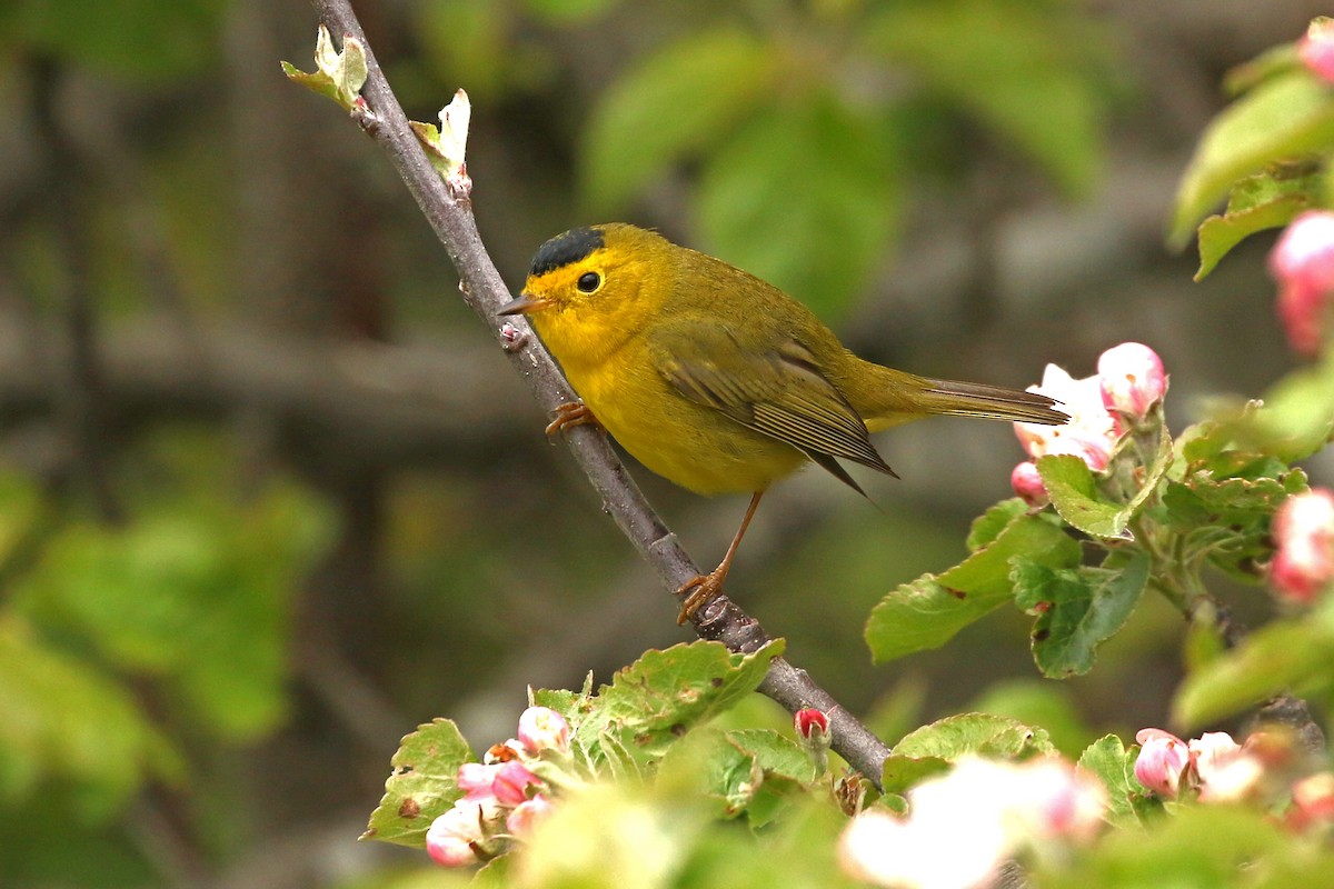 Wilson's Warbler - ML636804784