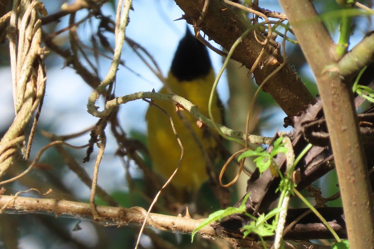 Slender-billed Weaver - ML636804790