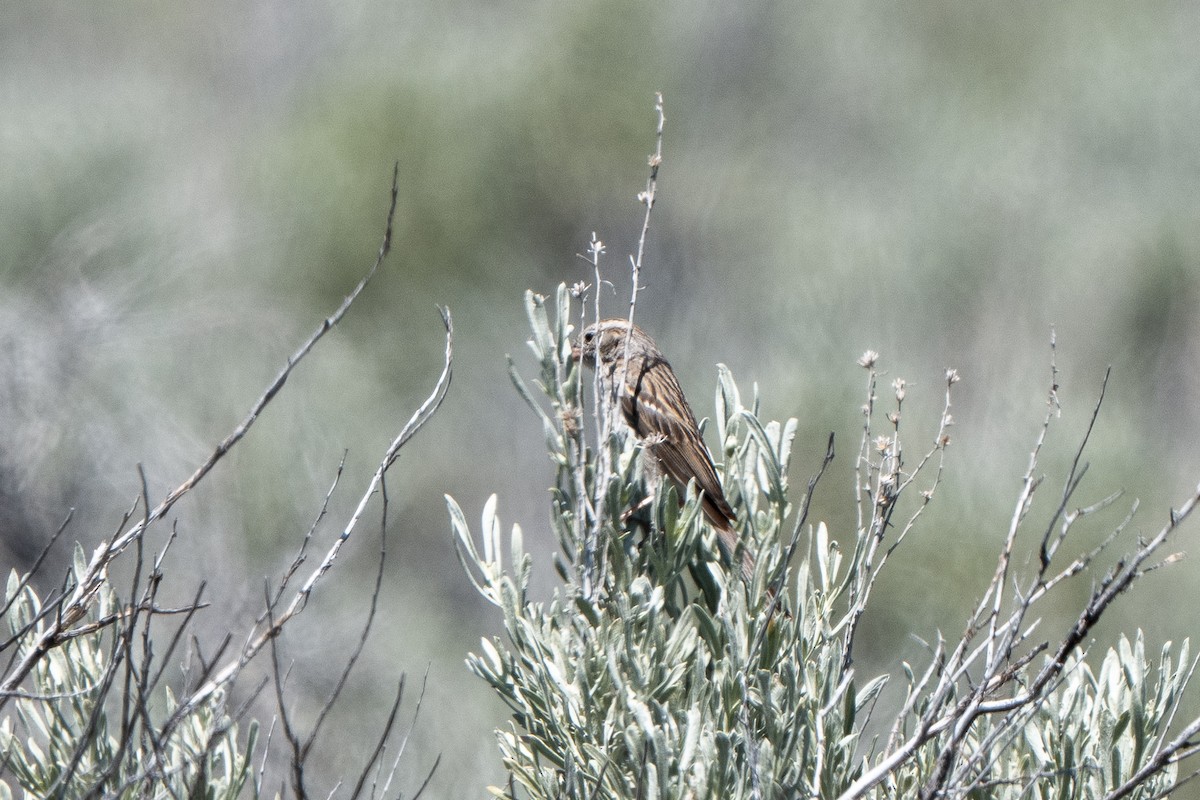 Brewer's Sparrow - ML636804839