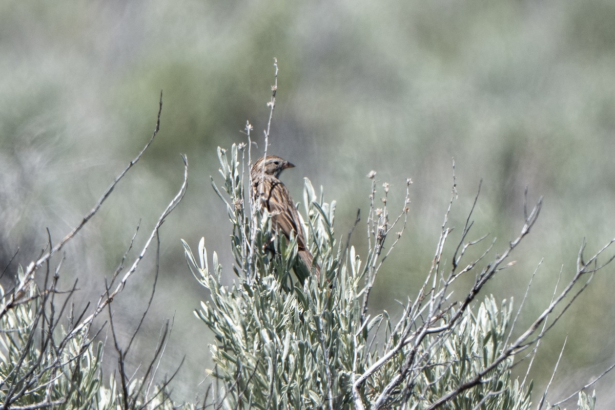 Brewer's Sparrow - ML636804847