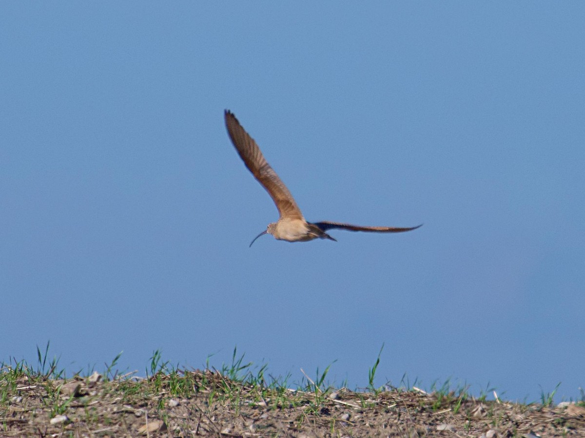 Long-billed Curlew - ML636804934