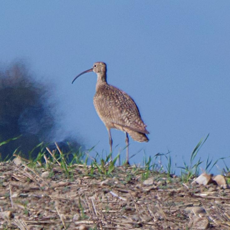 Long-billed Curlew - ML636804940