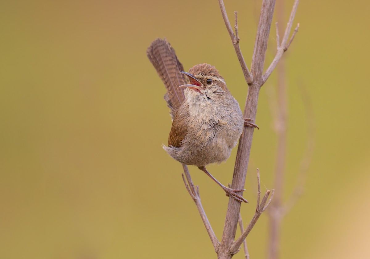 Bewick's Wren (spilurus Group) - ML636804950