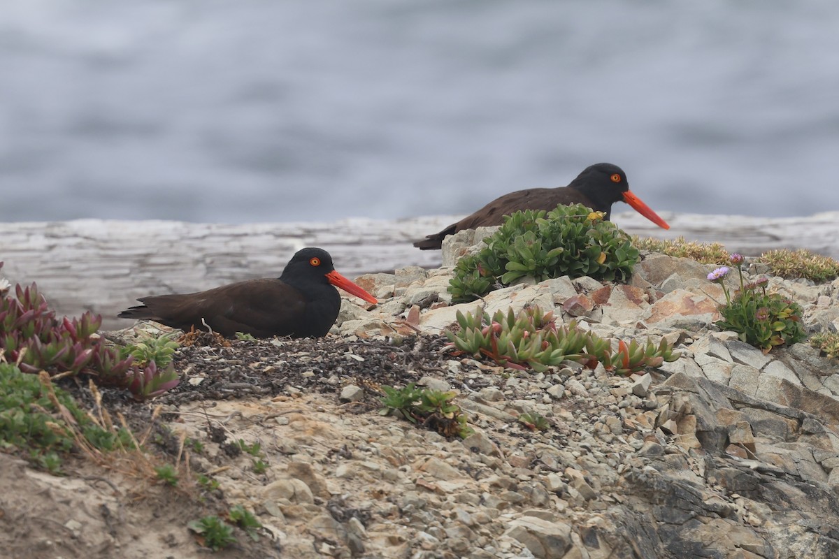Black Oystercatcher - ML636804962
