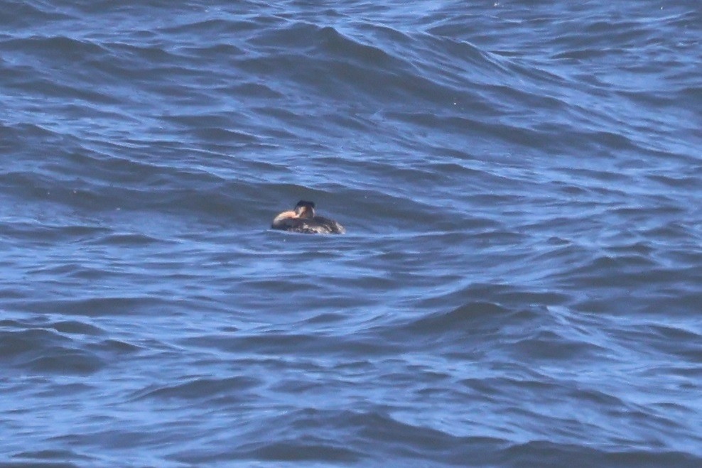 Red-necked Grebe - ML636804973