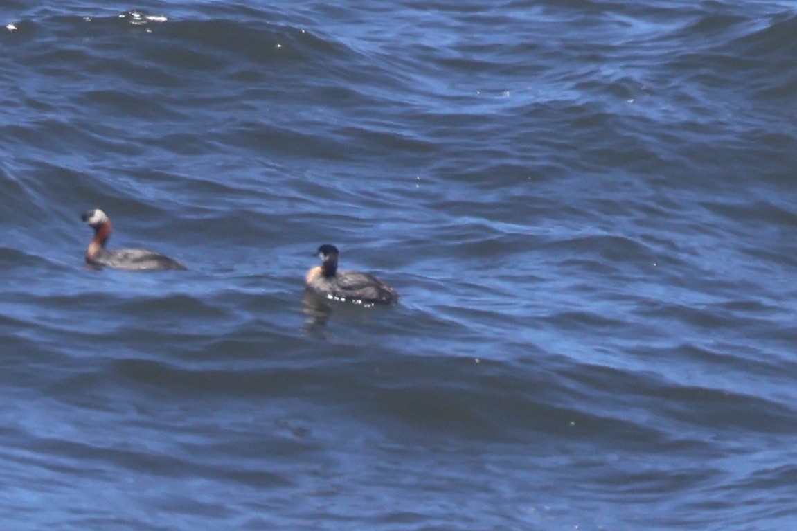 Red-necked Grebe - ML636804974