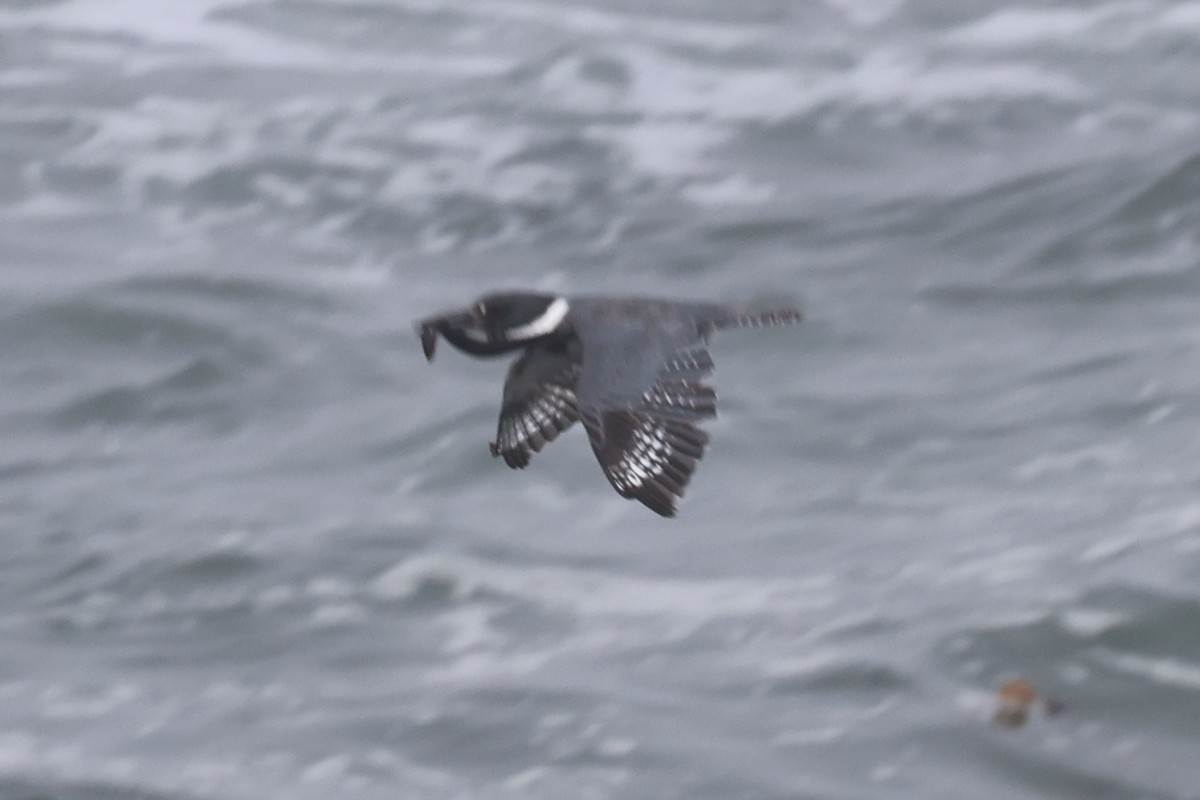 Belted Kingfisher - ML636804991