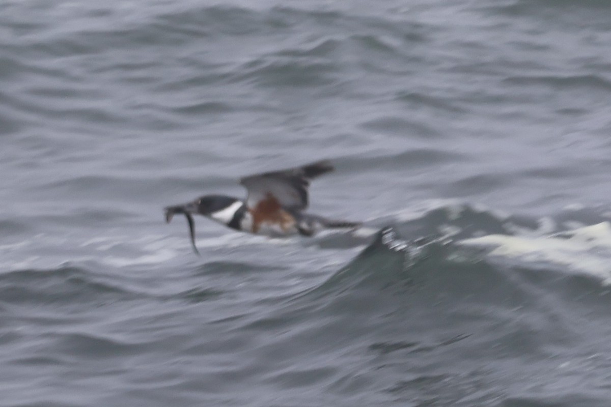 Belted Kingfisher - ML636804992