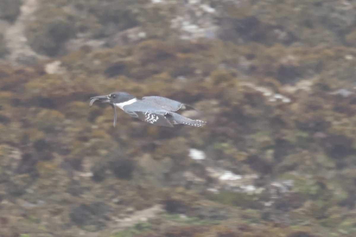 Belted Kingfisher - ML636804993